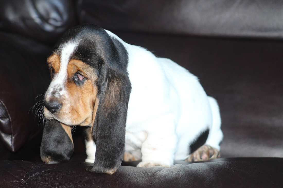 Huff S Hounds Akc Basset Hound Puppies For Sale In Georgia American And European Basset Hound Puppies