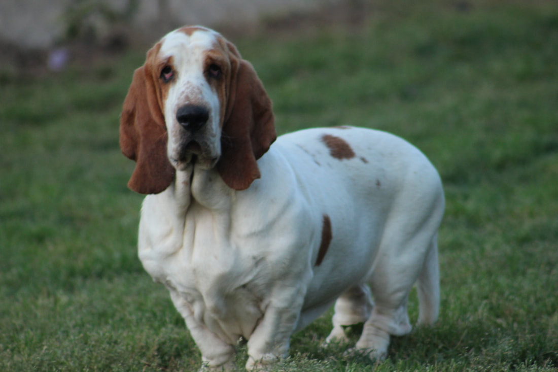 Current Litters of AKC Basset Hound Puppies for sale - HUFF'S HOUNDS